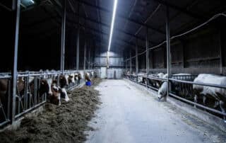 BioBoss TL armatuur toegepast in een koeienstal