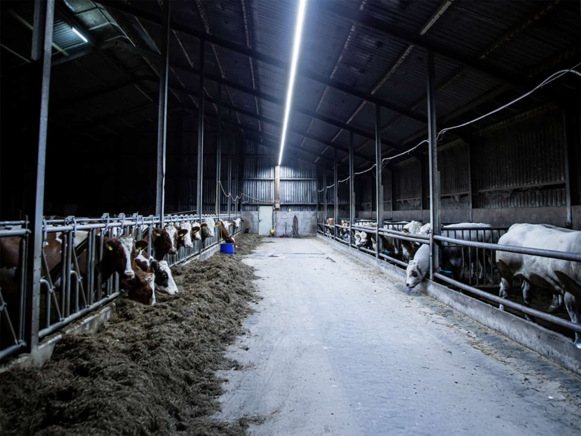 BioBoss TL armatuur toegepast in een koeienstal